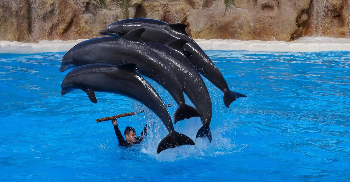 ¡Derechos Animales ya! - Delfines en el delfinario del Loro Parque de Tenerife