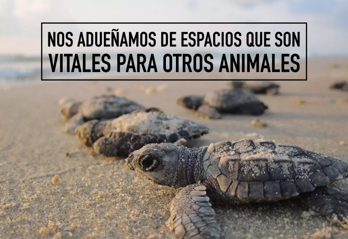 ¡Derechos Animales ya! - Día Internacional de las Tortugas Marinas