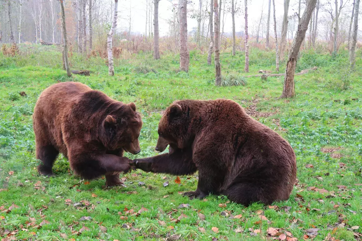 ¡Derechos Animales ya! - Encuentro de dos osos