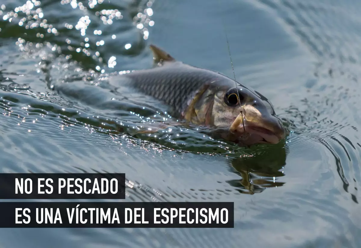 ¡Derechos Animales ya! - La pesca y el especismo contra los peces