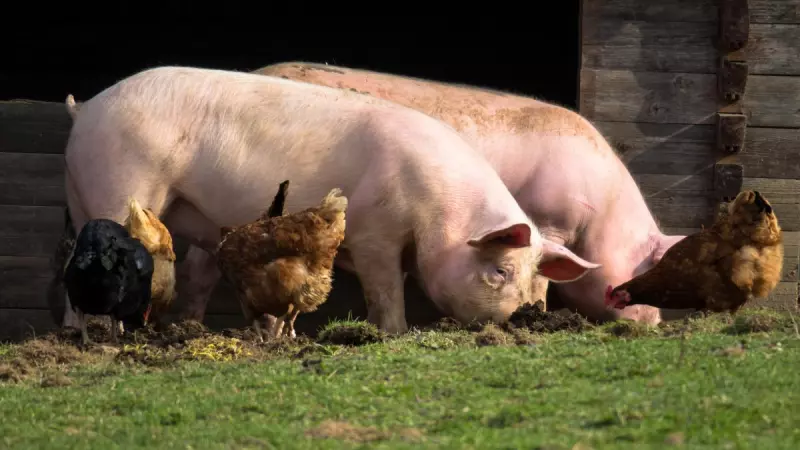 ¡Derechos Animales ya! - Cerdos y gallinas junto a los establos de una granja - Domesticación