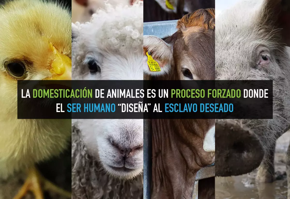 ¡Derechos Animales ya! - La domesticación, la selección artificial y sus efectos