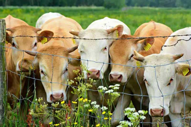 ¡Derechos animales ya! - Vacas esclavizadas como ganado detrás de una verja de espino